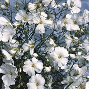 Gypsophila
