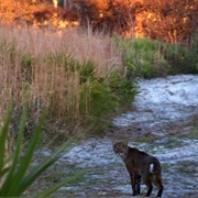 Oscar Scherer State Park, Florida