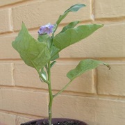 Easter White Eggplant (Solanum Ovigerum)