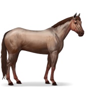 Quarter Horse - Strawberry Roan