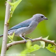 Sayaca Tanager (Thraupis Sayaca)