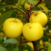 European Crab Apple (Malus Sylvestris)