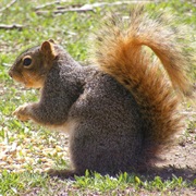 Fox Squirrel