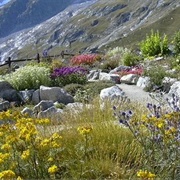 Giardino Botanico Alpino Saussurea, Courmayeur
