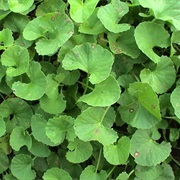 CENTELLA