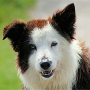 Border Collie