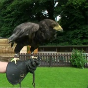 Falconry Centre