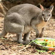 Dusky Pademelon