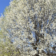 Callery Pear Trees (They Smell Terrible)