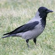 Hooded Crow