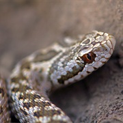 Moldavian Meadow Viper