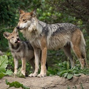 Mongollon Mountain Wolf
