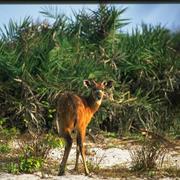 Ecosystem and Relict Cultural Landscape of Lopé-Okanda