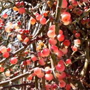 Desert Mistletoe (Phoradendron Californicum)
