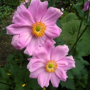 Anemone Japonica