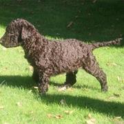 Curly-Coated Retriever