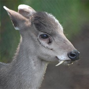 Tufted Deer