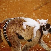 Lemur