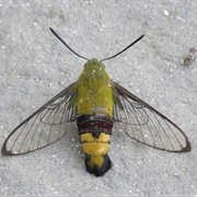 Coffee Bean Hawk Moth