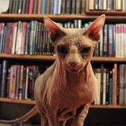 Borderlands Science Fiction Bookstore (San Francisco)