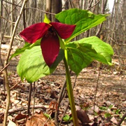 Red Trillium (Trillium Erectum)