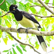 White-Naped Jay (Cyanocorax Chrysops)