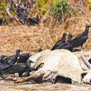 Black Vulture (Coragyps Atratus)