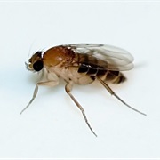 Phorid Flies