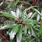 Mountain Pepper (Tasmannia Lanceolata)