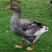 Toulouse Goose