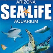 Sea Life
