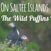 Saltee Islands