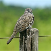 Scaled Dove (Columbina Squammata)