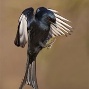 Drongo