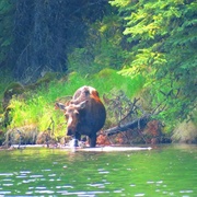 Moose Lake, Jasper National Park, Alberta, Canada