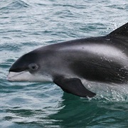 White-Beaked Dolphin