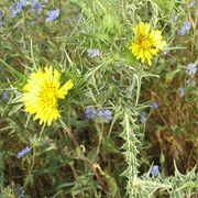 Spotted Golden Thistle (Scolymus Maculatus)