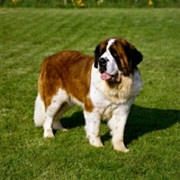 St. Bernard