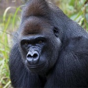 See Gorillas