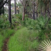 Tosohatchee State Reserve, Florida