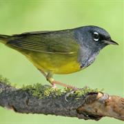 MacGillivray's Warbler