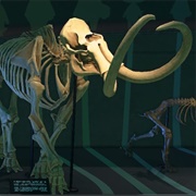 Mammoth Skull