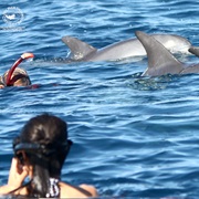 Spend Time With Dolphins & Turtles in Bazaruto, Mozambique