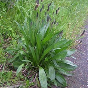 Ribwort Plantain (Plantago Lanceolata)