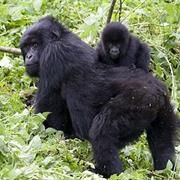 See Mountain Gorillas in the Wild