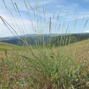Bluebunch Wheatgrass