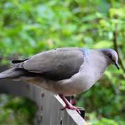 White-Tipped Dove (Leptotila Verreauxi)