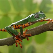 Tiger Tree Frog
