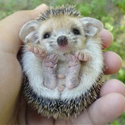 Hedgehog
