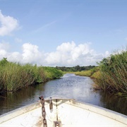 Nariva Swamp, Trinidad and Tobago